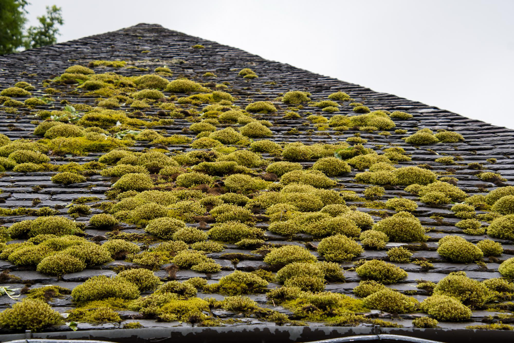 Moss and lichen removal on a roof